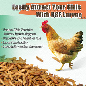 LuckyQworms Dried Black Solidier Fly Larvae 20LBS, High-Protein BSF Larvae Chicken Treats Non-GMO BSFL for Chickens, Hens, Ducks, Wild Birds